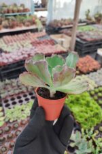 Echeveria Coral Glow - Görsel 2