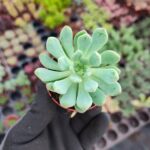 Echeveria blue apple