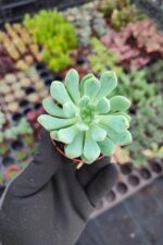 Echeveria blue apple