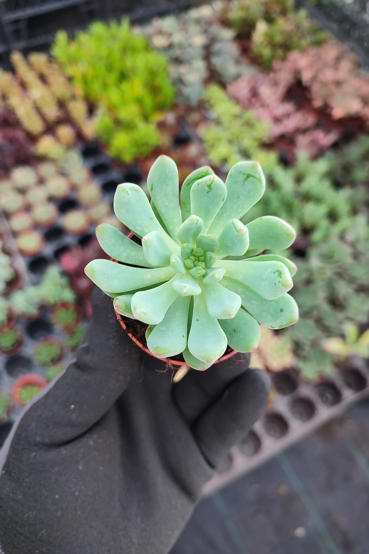 IMG_20260824_170227 Echeveria blue apple - Görsel 1
