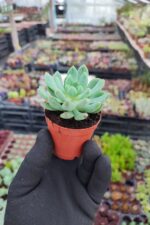 Echeveria blue apple - Görsel 2
