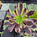 Aeonium SuperBang