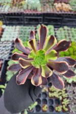 Aeonium SuperBang