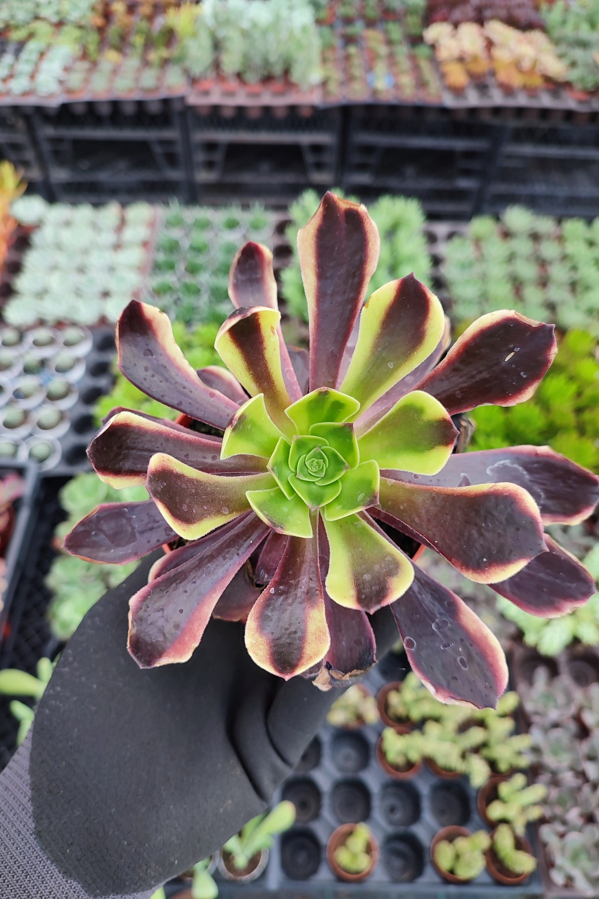 IMG_20260824_170351 Aeonium SuperBang - Görsel 1