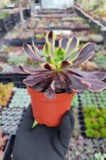Aeonium SuperBang - Görsel 2