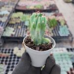 Cleistocactus Fieldianus Monstrosa