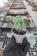 Cleistocactus Fieldianus Monstrosa