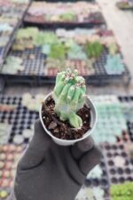 Cleistocactus Fieldianus Monstrosa - Görsel 2