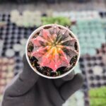 Gymnocalycium mihanovichii f. variegata