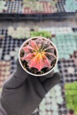 Gymnocalycium mihanovichii f. variegata