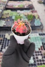 Gymnocalycium mihanovichii f. variegata - Görsel 2