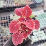 Coleus Yaprak Güzeli