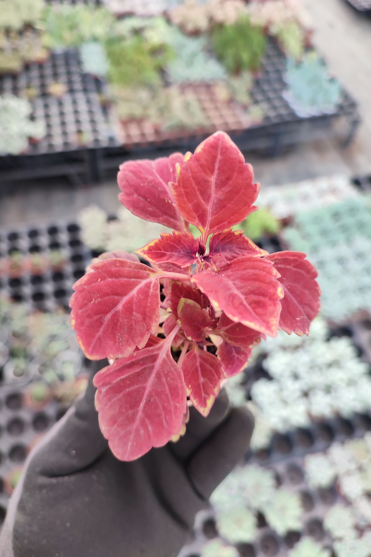 IMG_20261023_145341 Coleus Yaprak Güzeli - Görsel 1