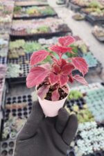 Coleus Yaprak Güzeli - Görsel 2